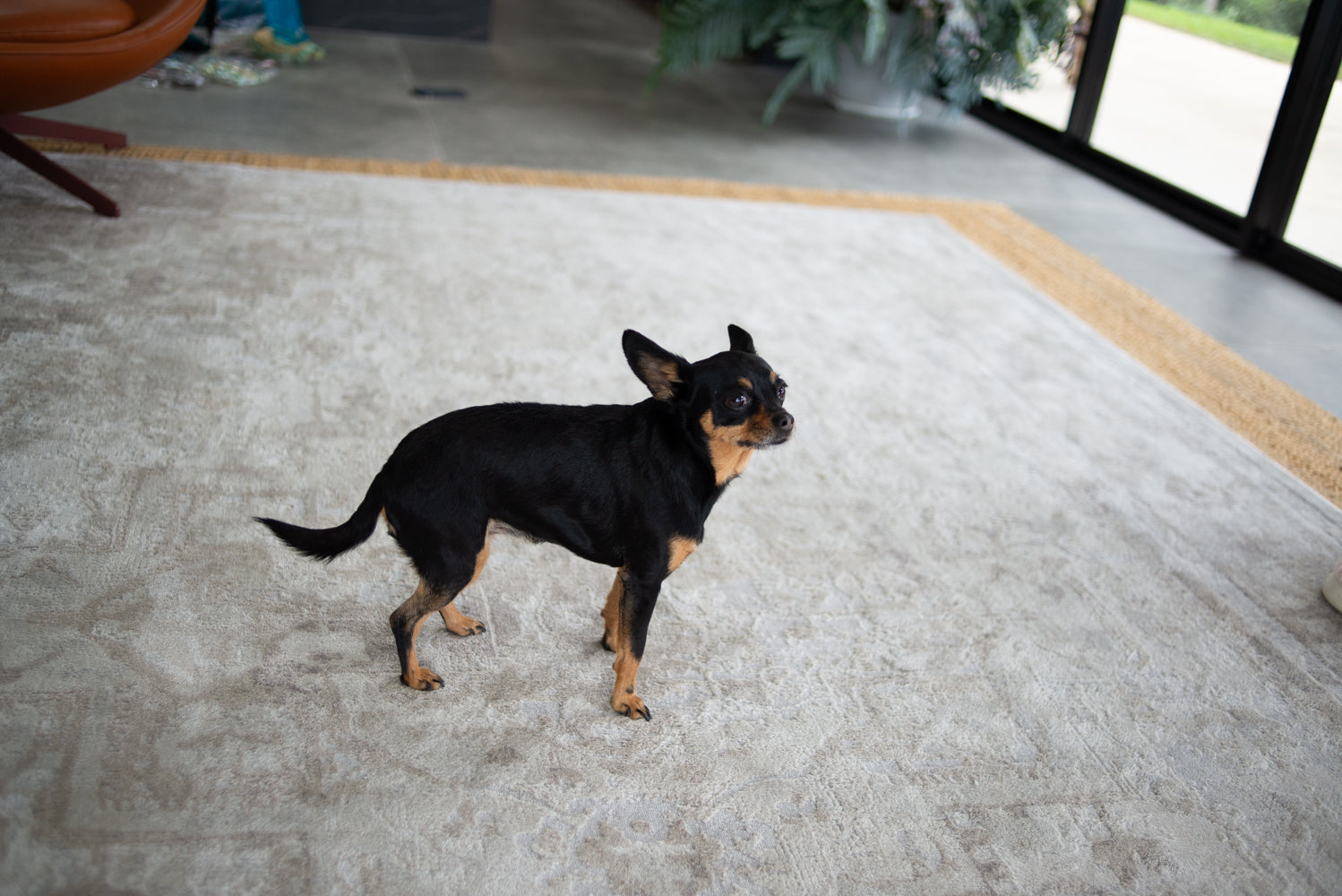 Diary of a Blanket-Draping Personal Assistant