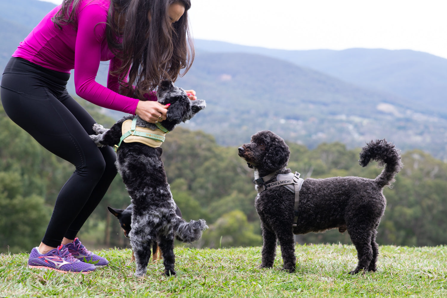 The Secret to Comfortable Walks: What Most Dog Owners Overlook