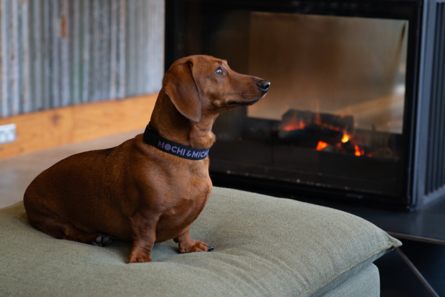 Why Minimalist Pet Gear is the Future of Dog Parenting