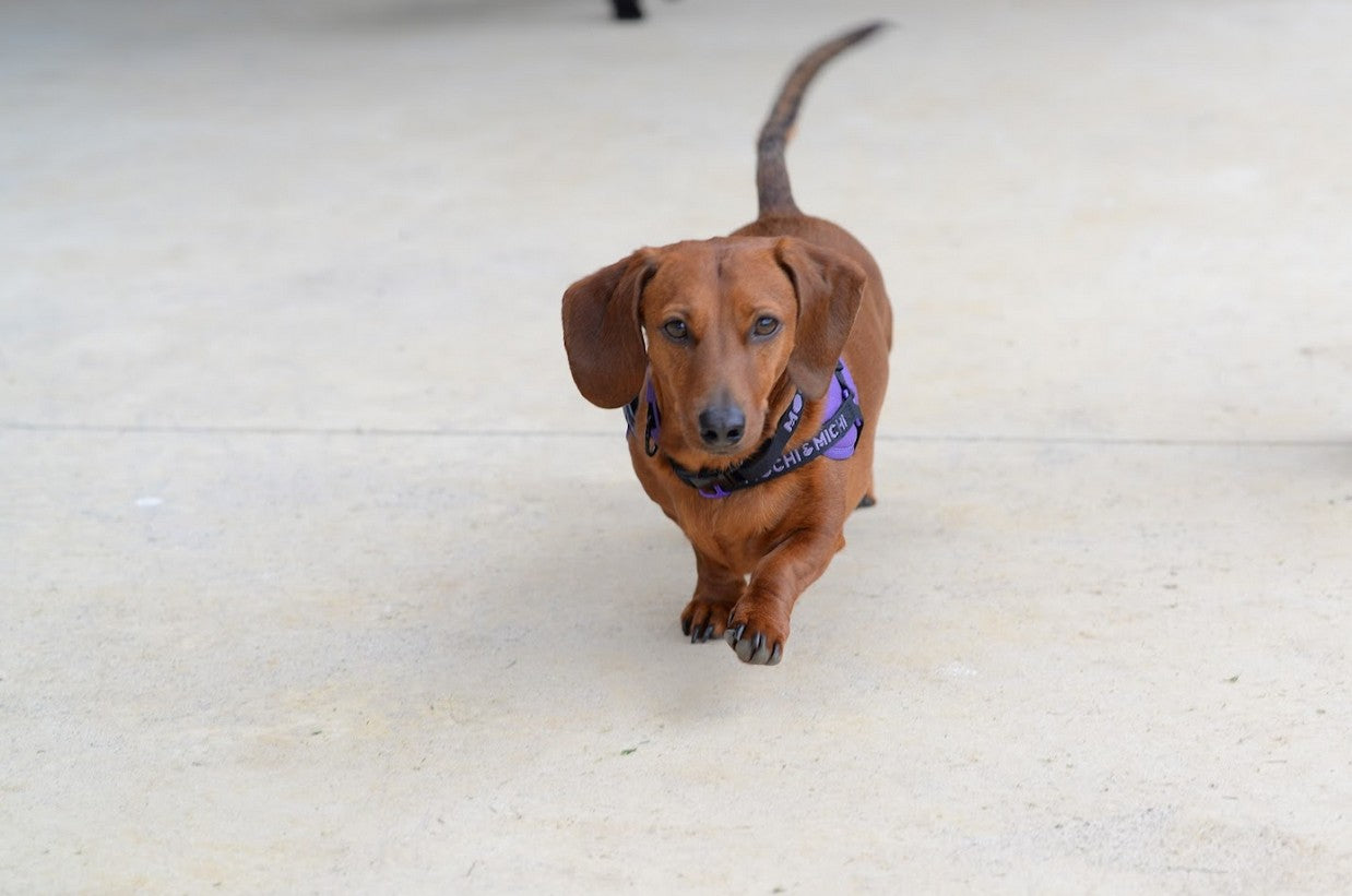 5 Ways to Give Back to Your Dog Every Day