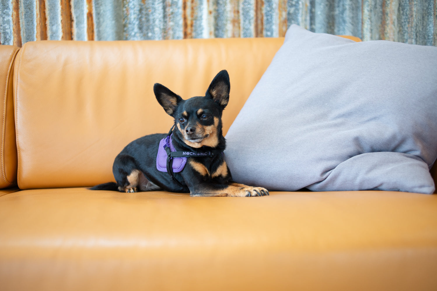 My Dog Is My Life Coach (And Honestly, She’s Not Wrong)