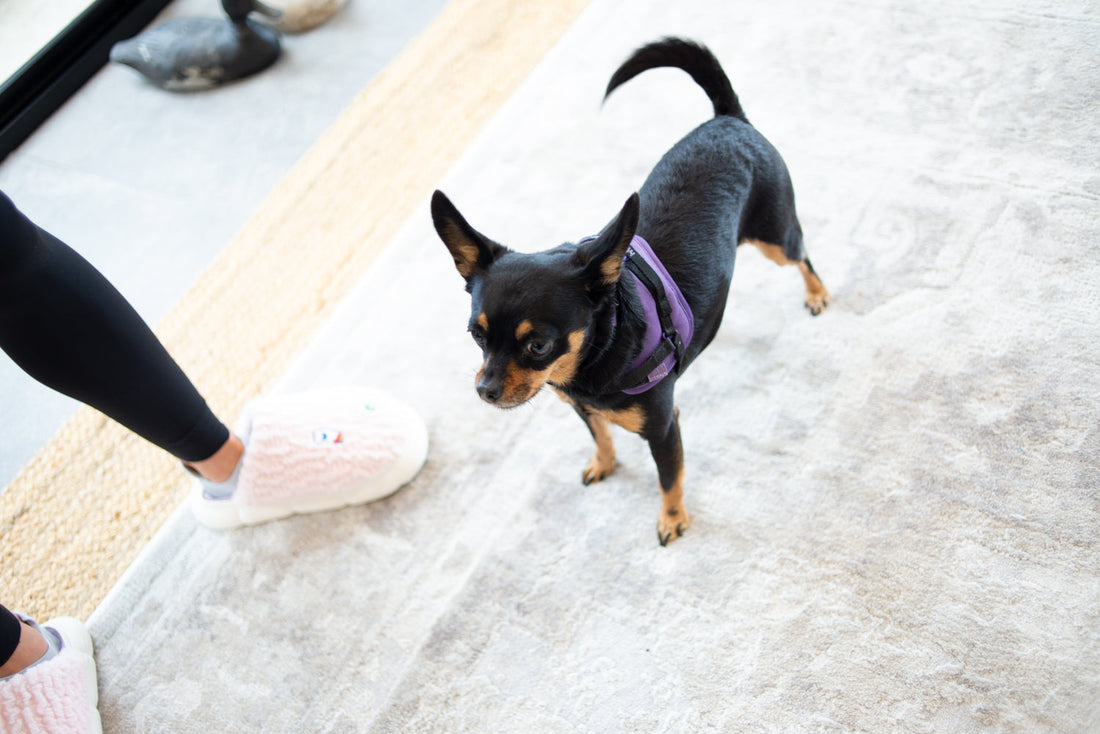 Things My Dog Thinks I Do Wrong (According to Her) - A running list compiled via side-eyes, dramatic sighs, and guilt stares.