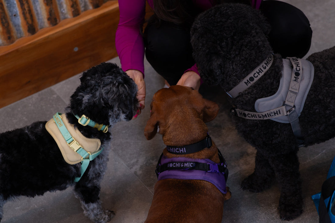 If Your Dog Had a Wishlist, It Would Look Like This