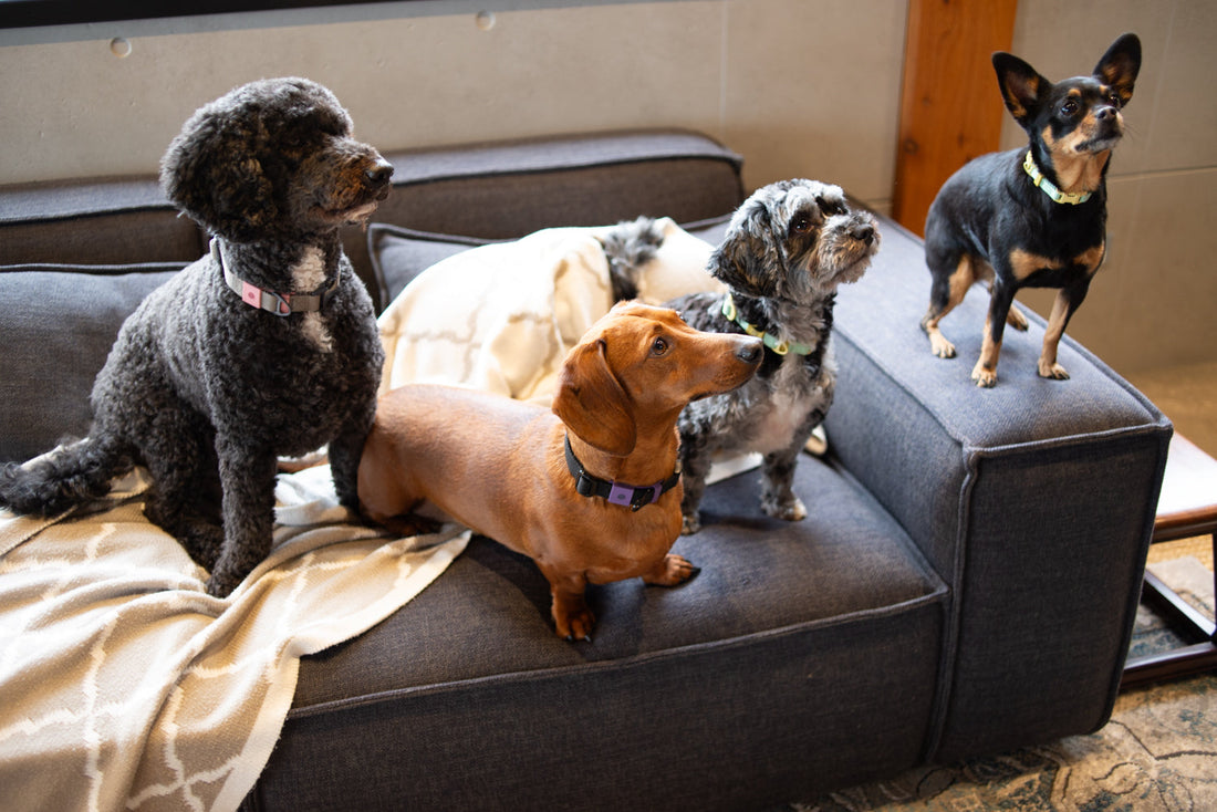 They Deserve the World: Little Ways to Give Back to Your Dog Every Day