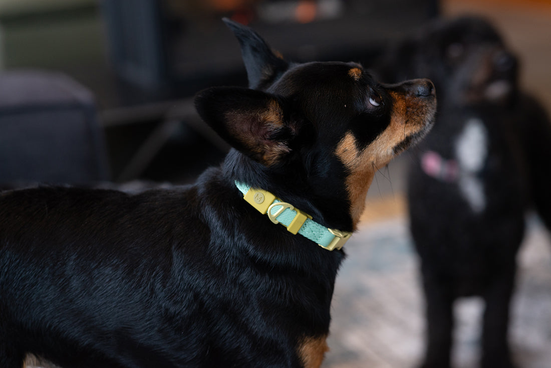 The Rise of “Human-Level” Design for Dogs