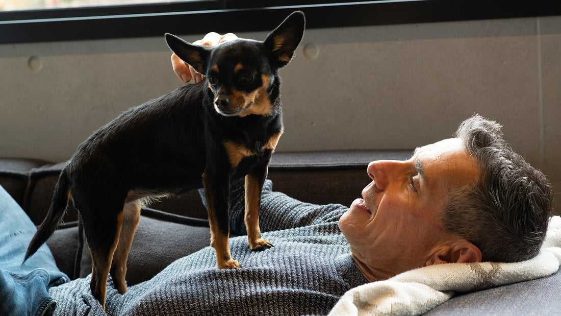 I Apologised to My Dog 19 Times Today (And She Still Let Me Sit on the Couch)