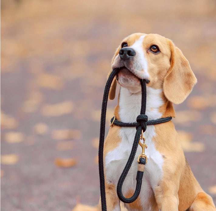 Leashes