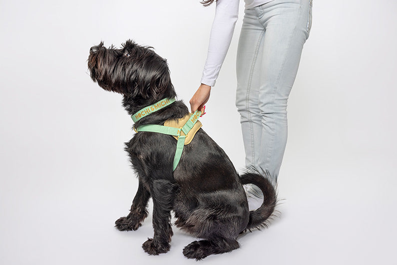 The Daily Stroll Set - Turquoise/Yellow