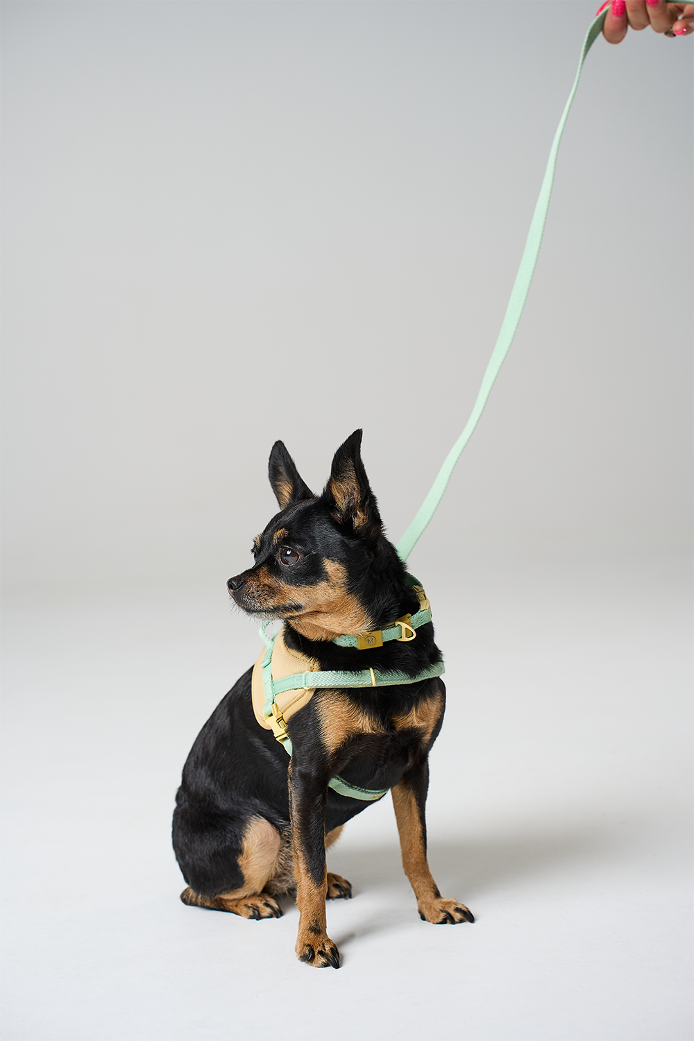 New Pup Essentials Kit - Turquoise/Yellow