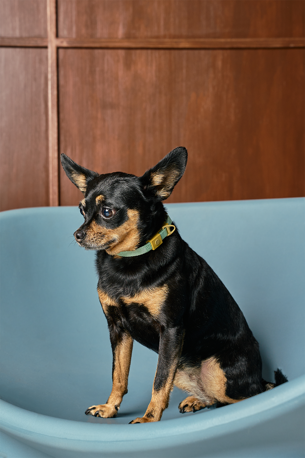 The Daily Stroll Set - Turquoise/Yellow