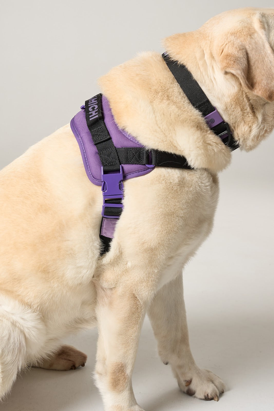 CloudComfort Harness