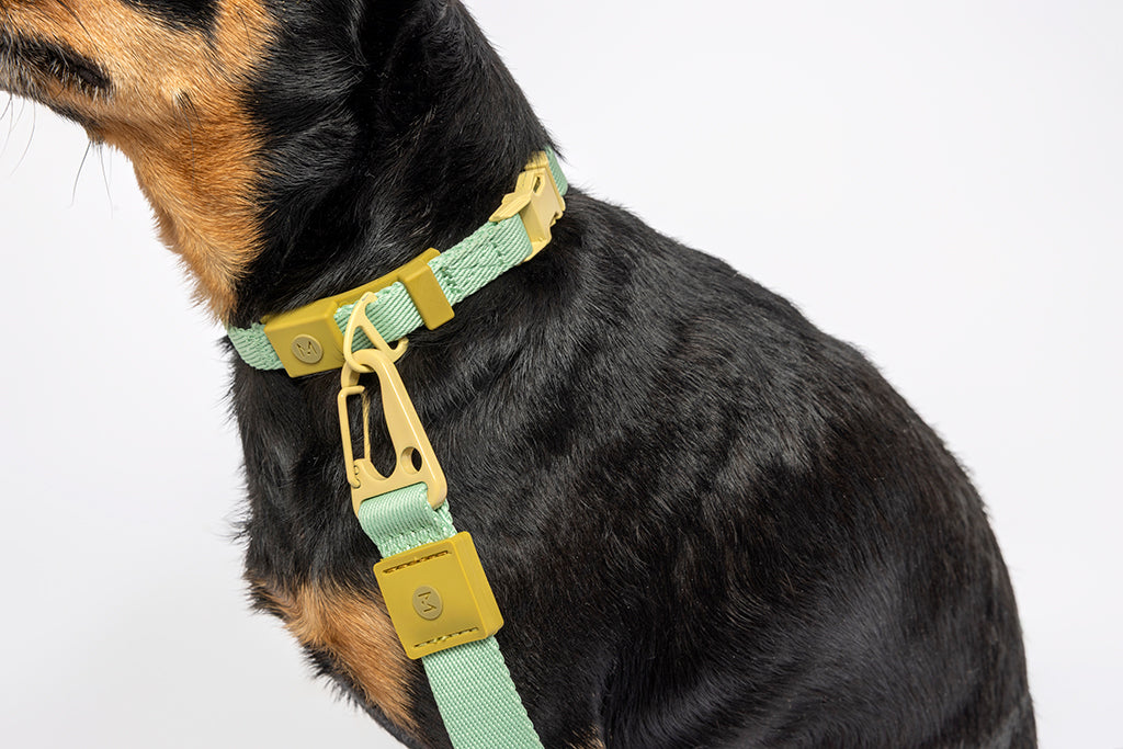 New Pup Essentials Kit - Turquoise/Yellow