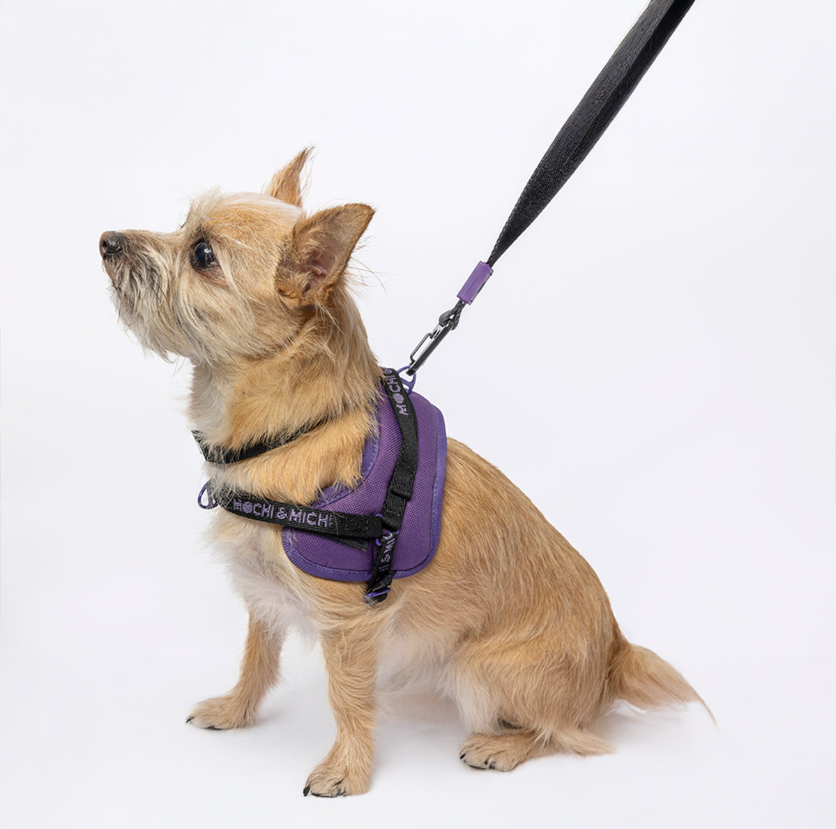 CloudComfort Harness